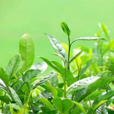 Extracto de té verde para bajar de peso utilizado en alimentos saludables