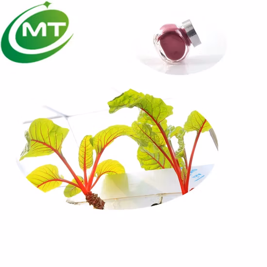 Precio de fábrica natural al por mayor de frutas vegetales en polvo de extracto de raíz de remolacha roja